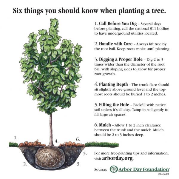 6 things you should know when planting a tree